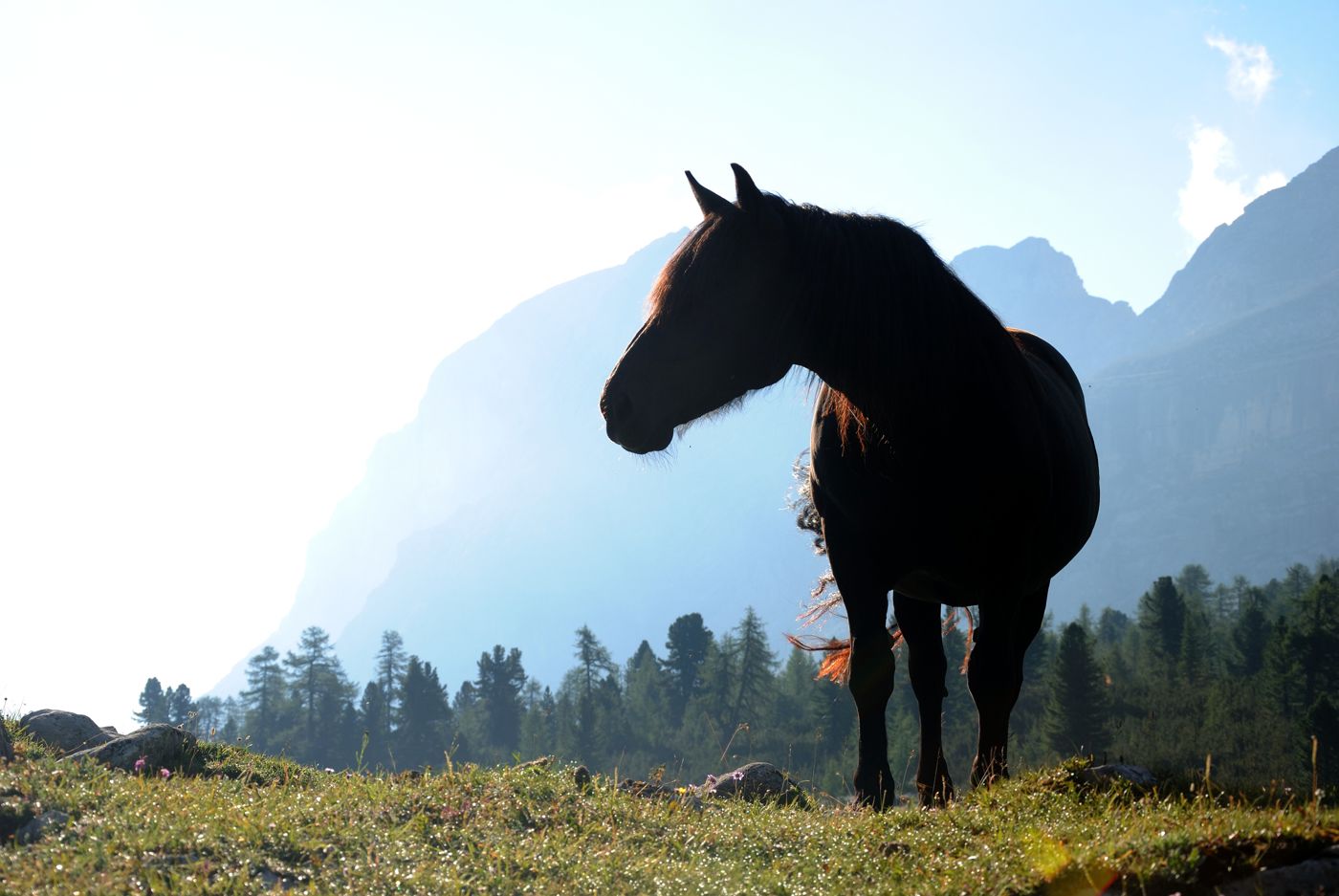 Pferd vor Bergkulisse