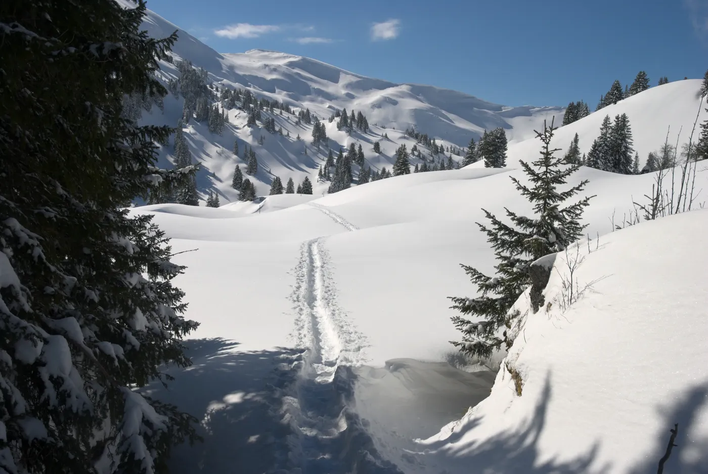 Simmental