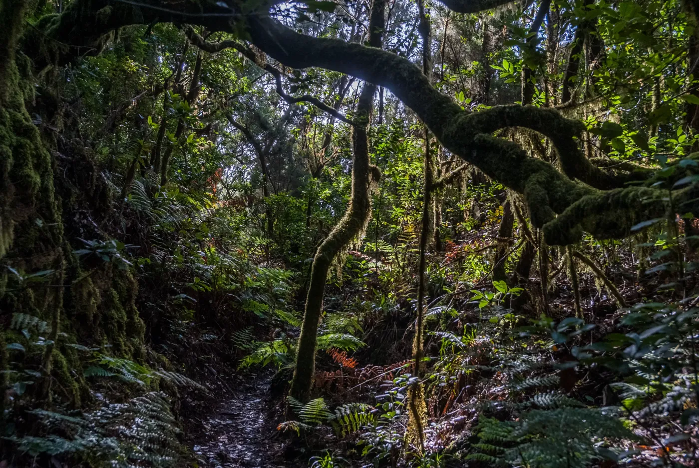 Urwald