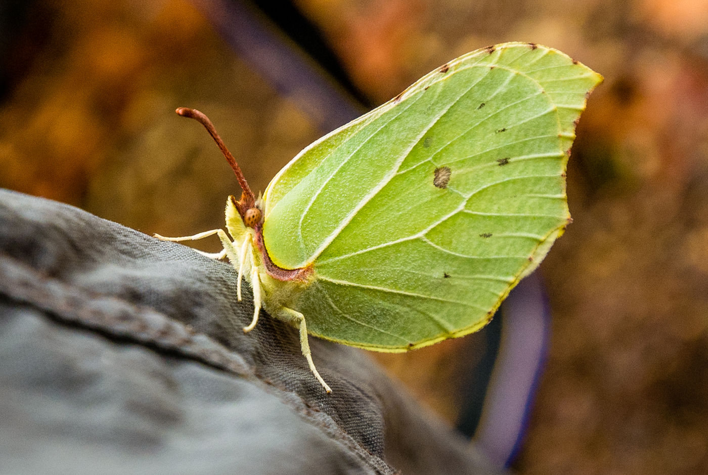 Schmetterling