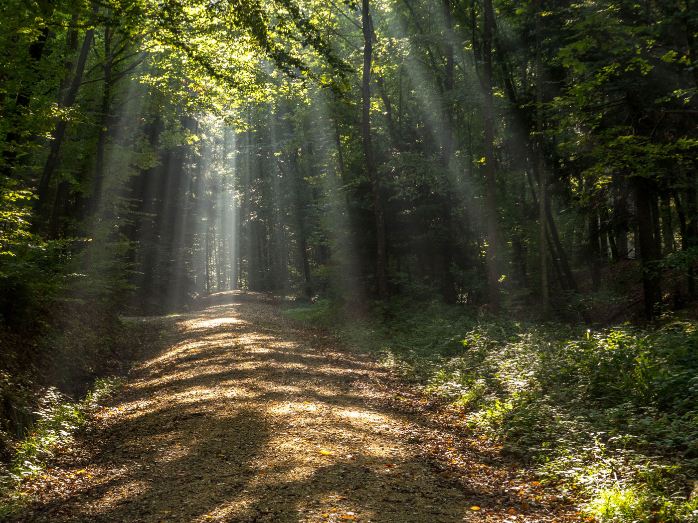 Wald im Aargau