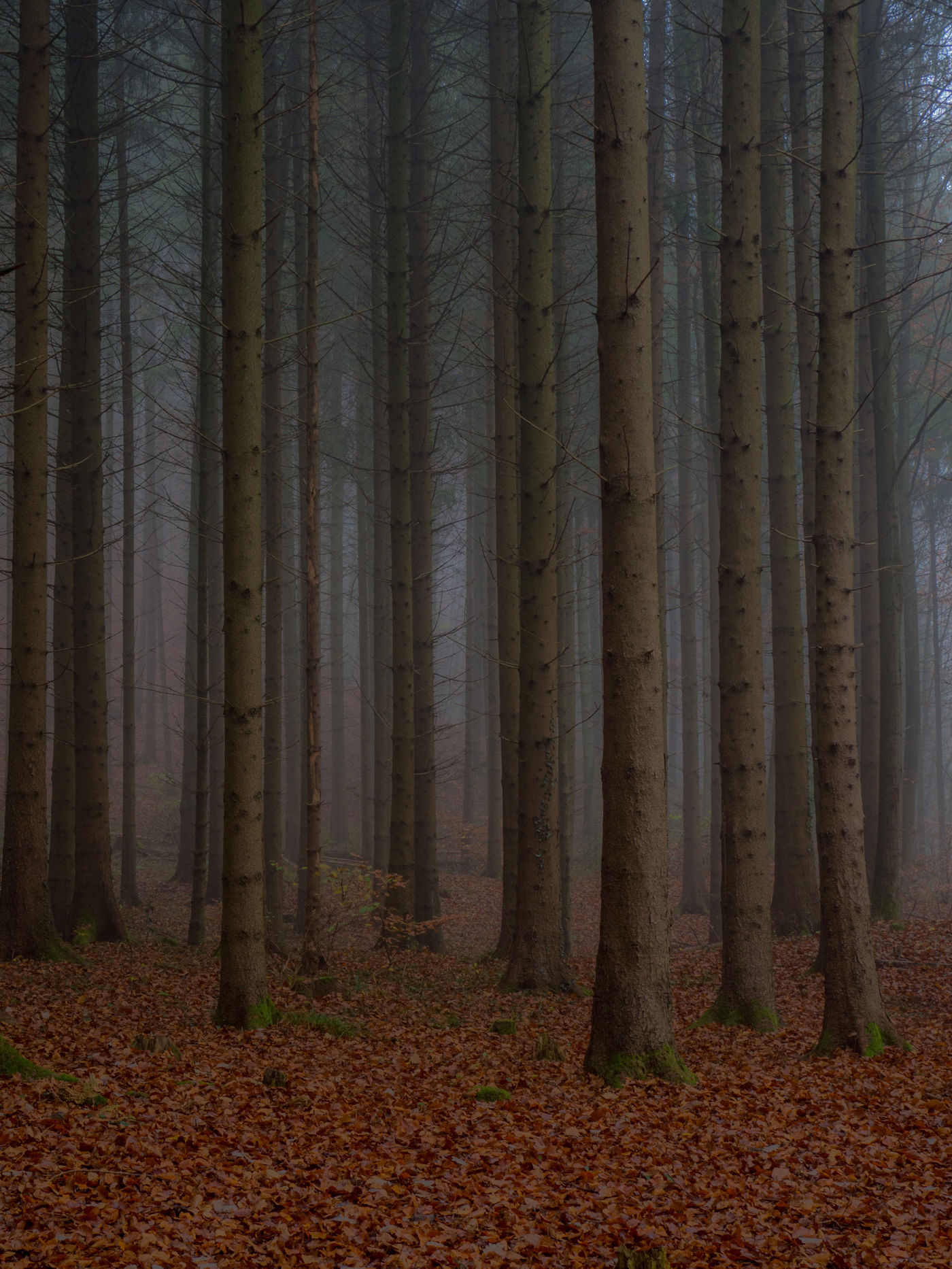 Wald im Aargau