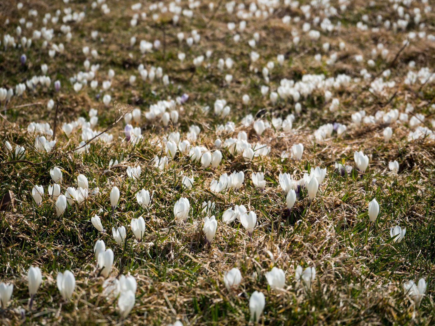 Krokusse Rämisgummenhoger