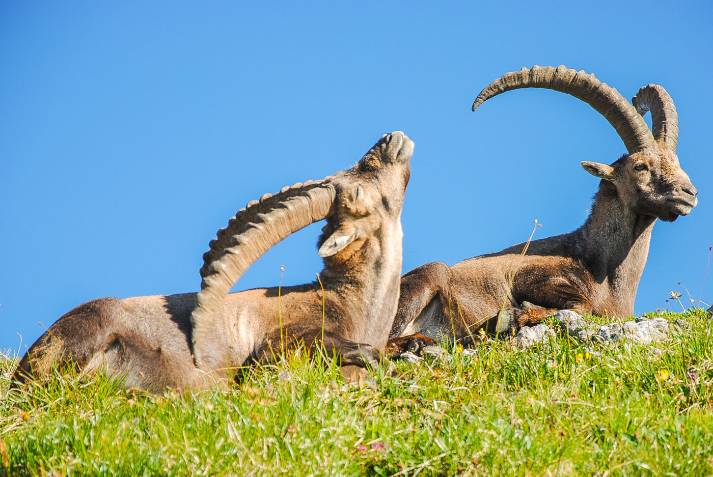 Die Steinbocktour: alle Infos zur beliebten Hüttentour im Allgäu