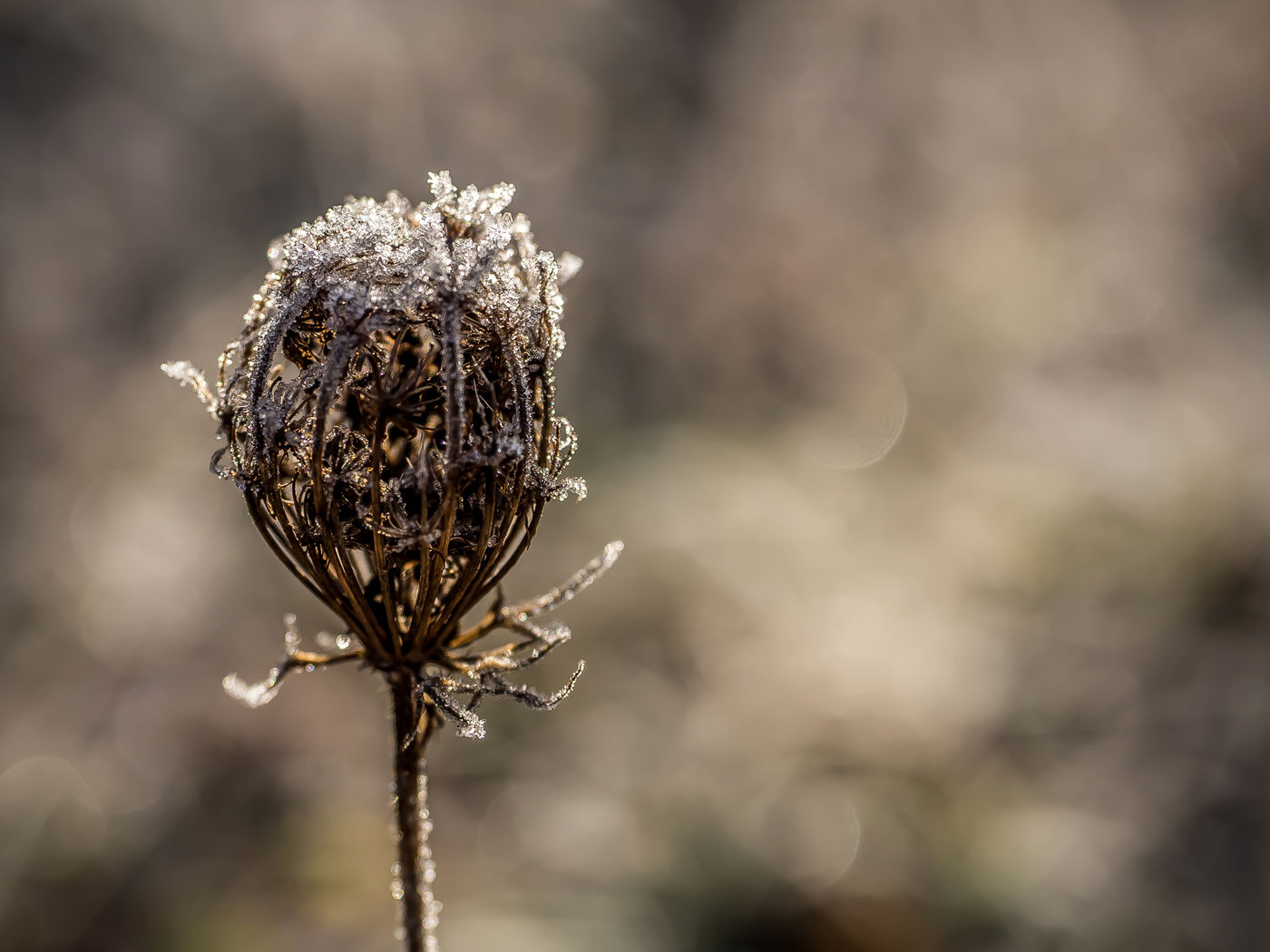 Eisblumen