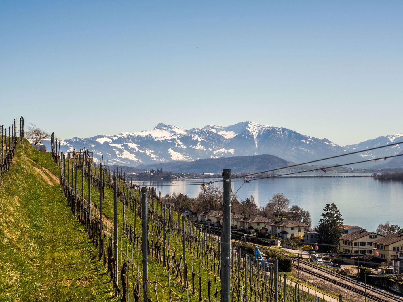 Weinberge Stäfa