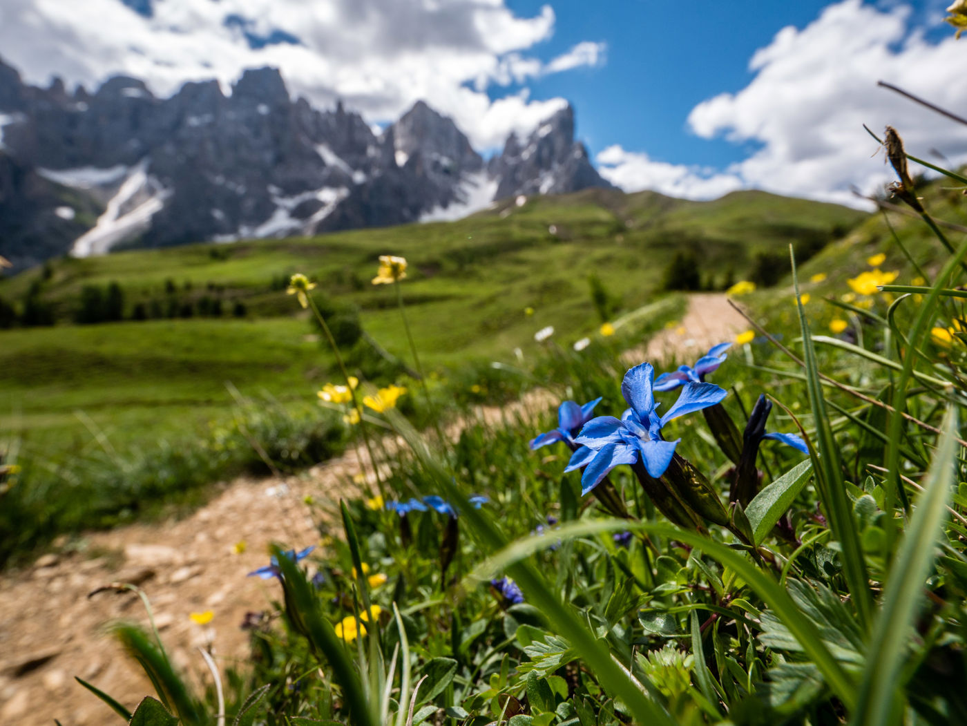 Blumen vor Pala