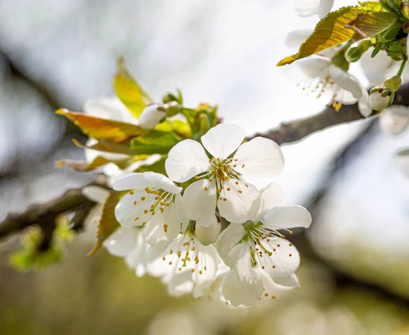 Kirschblüten