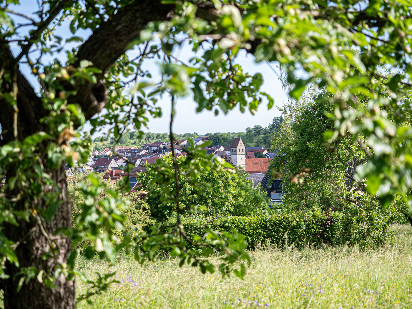 Hochgehfestigt - Beuren