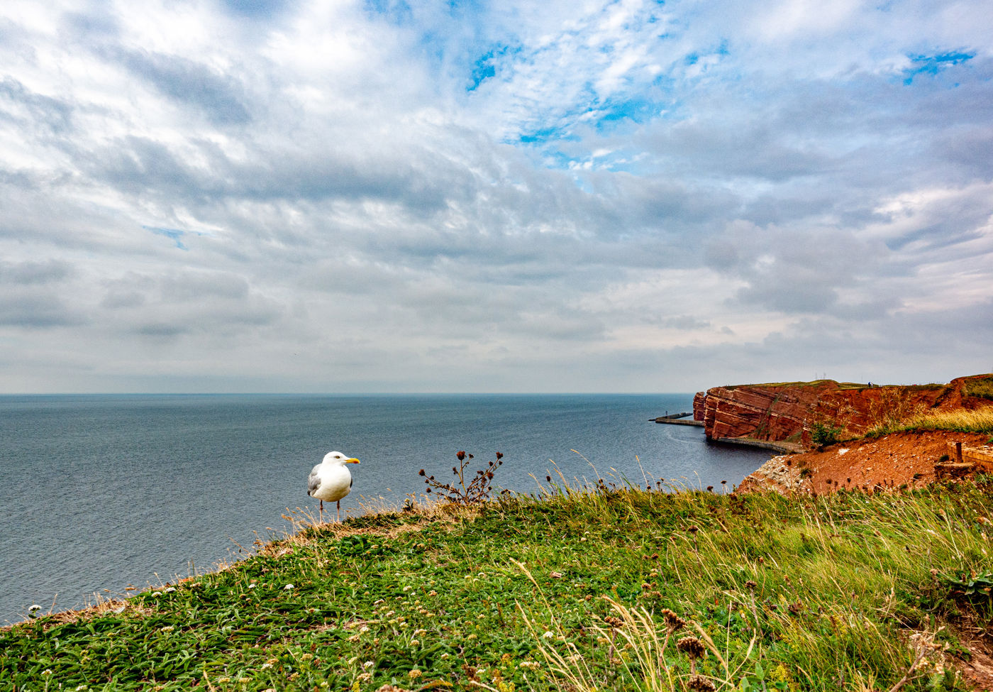 Möwe auf Helgoland