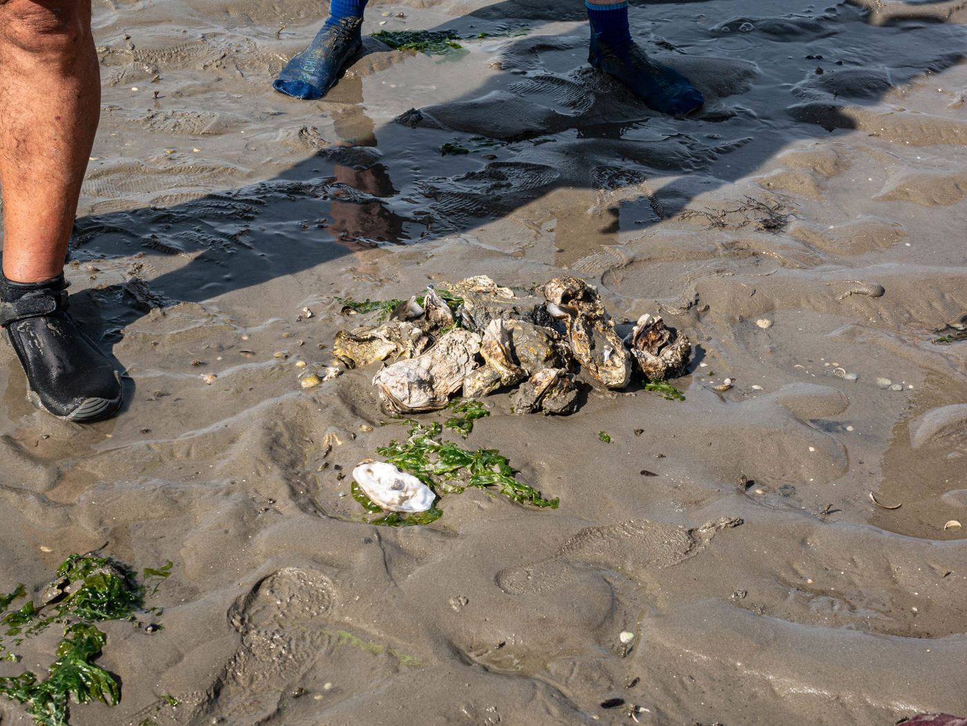 Pazifische Austern in der Nordsee