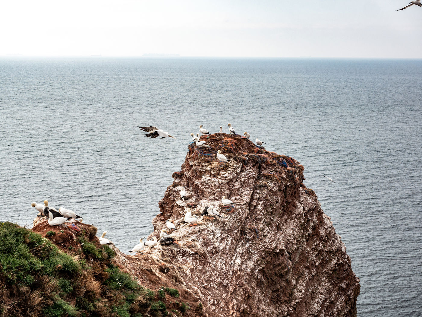 Vogelbrut Helgoland