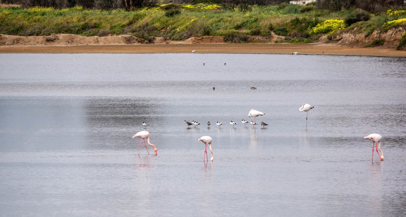 Ria Formosa Flamingos