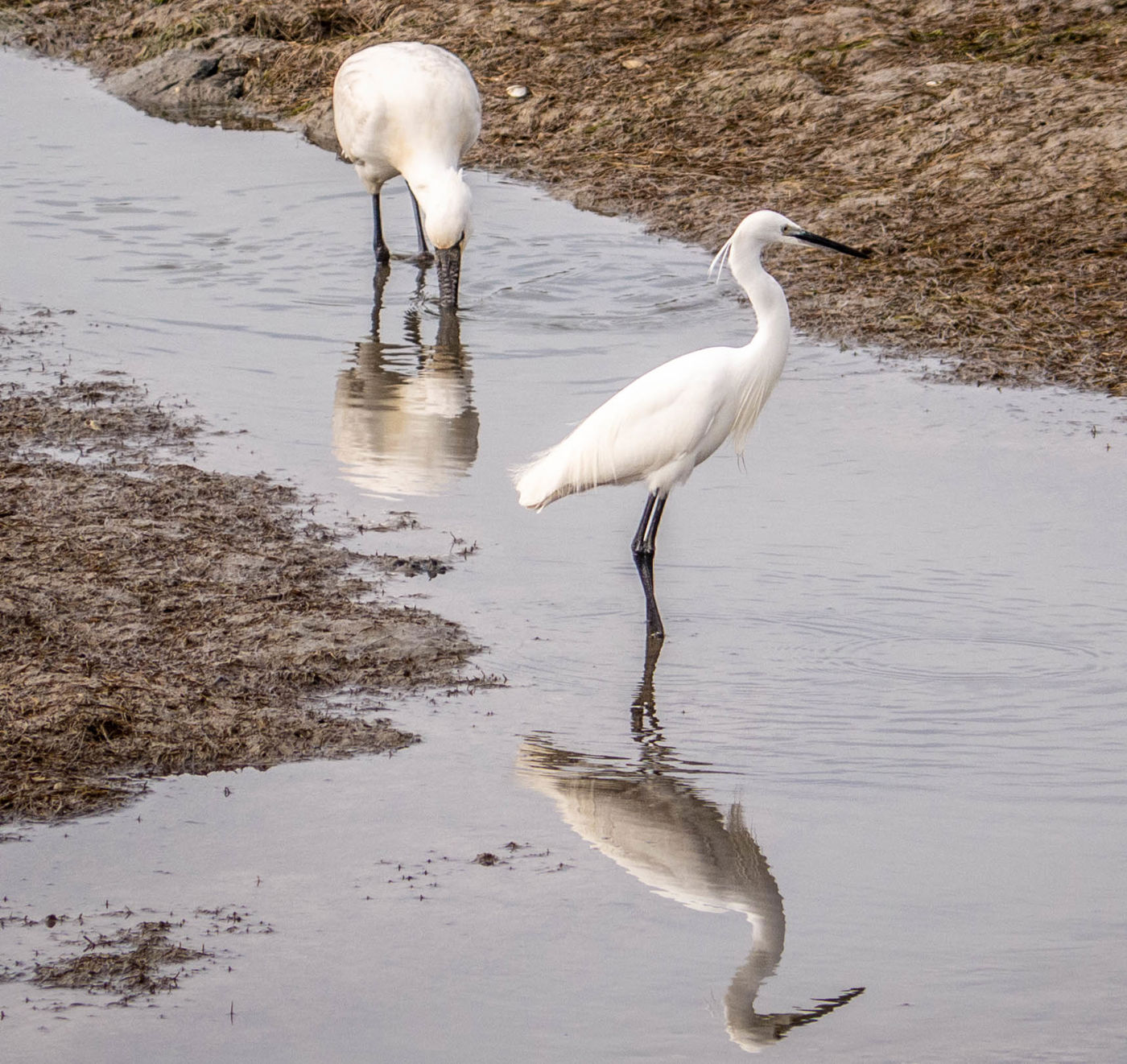 Ria Formosa: Reiher und Löffler