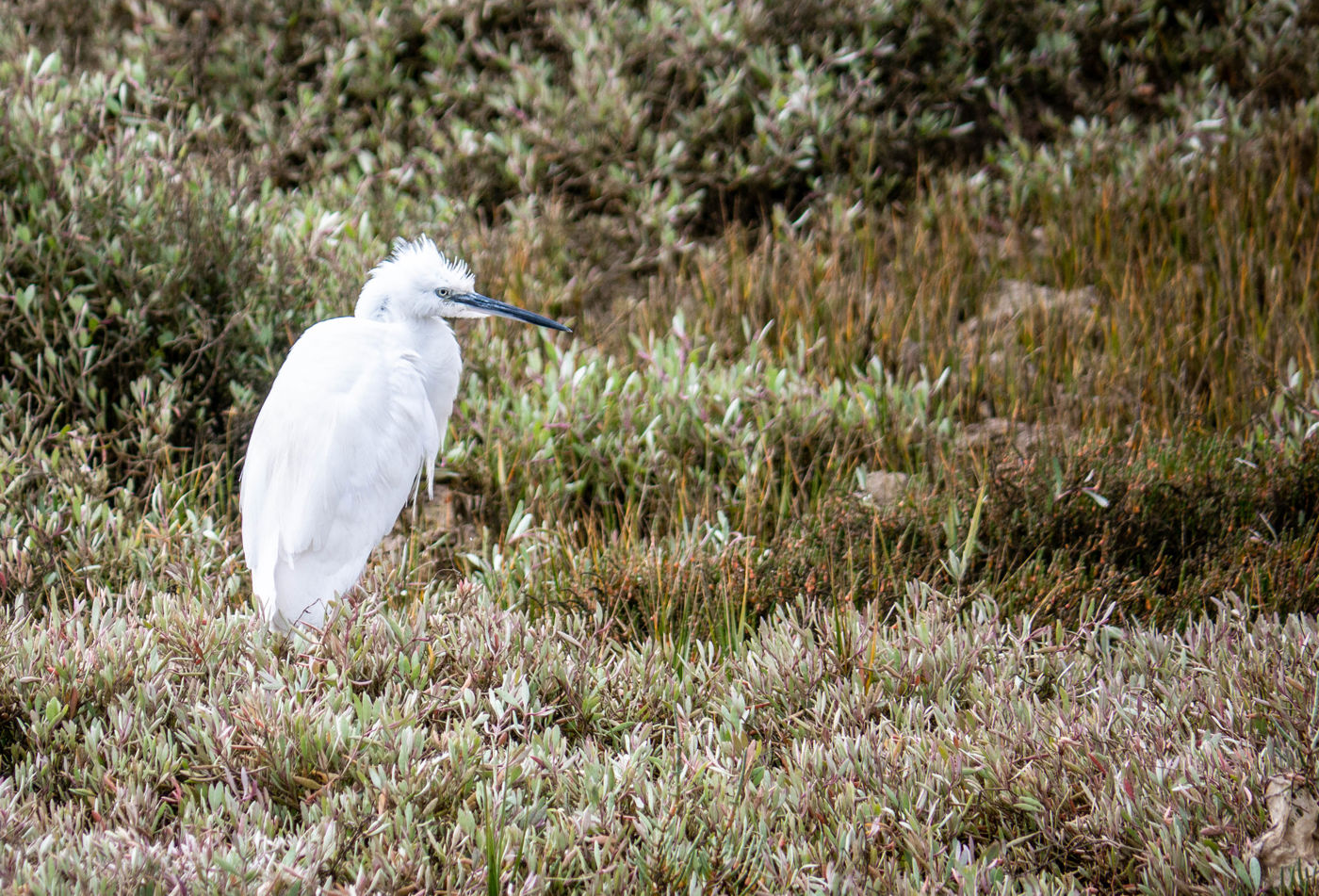 Ria Formosa Caminho do Ludo
