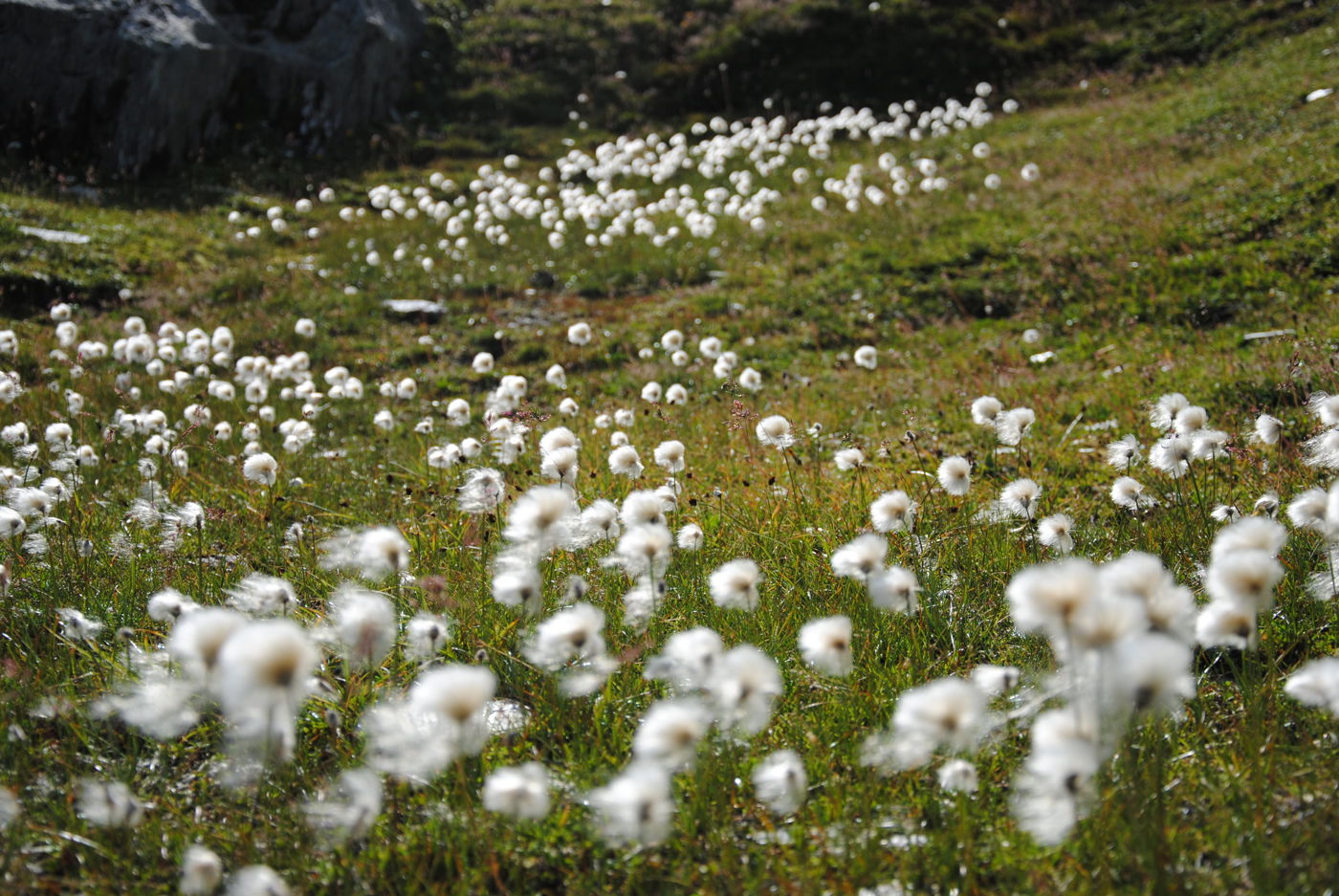 Wollgras am Grimselpass
