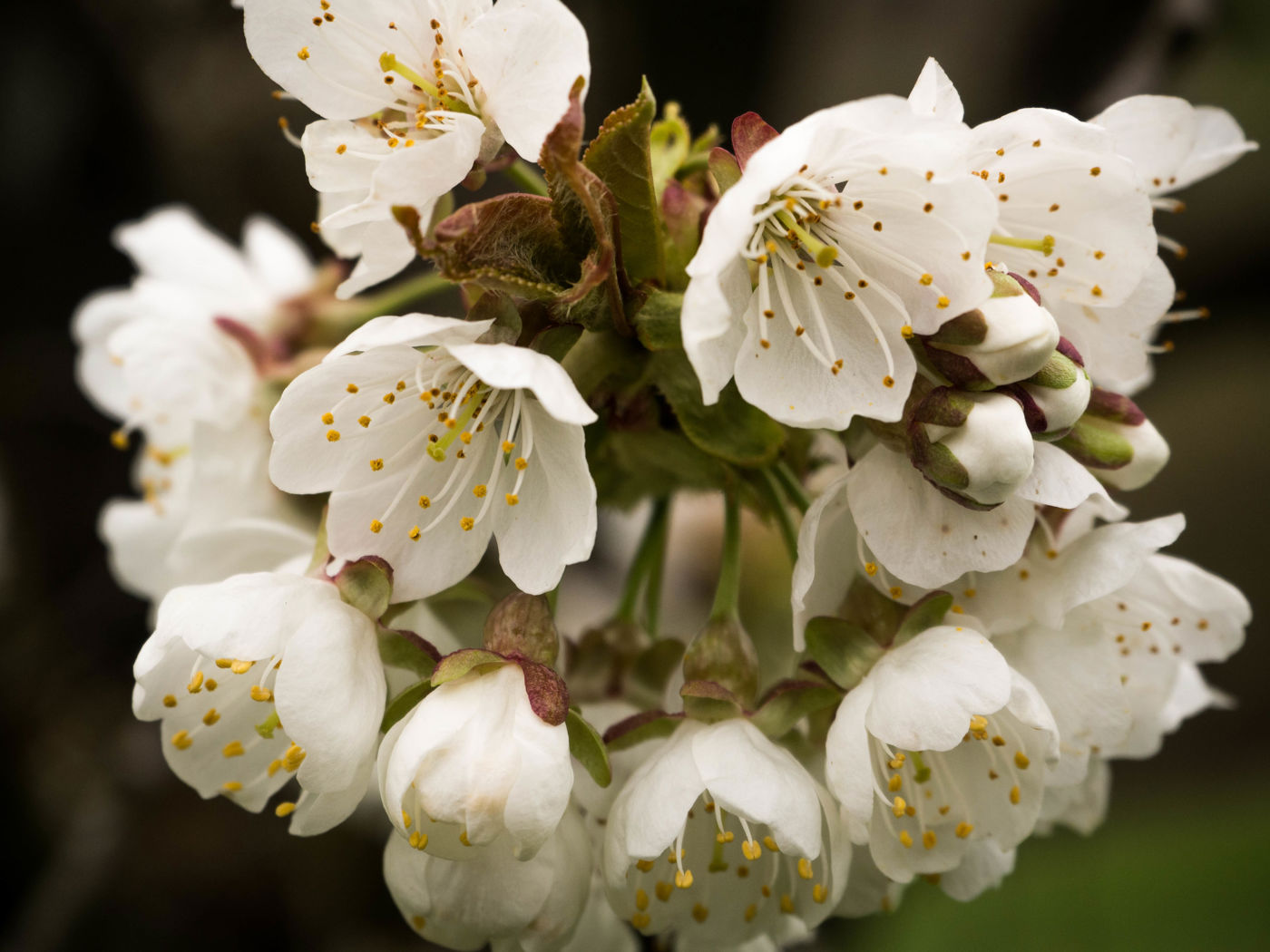 Kirschblüte