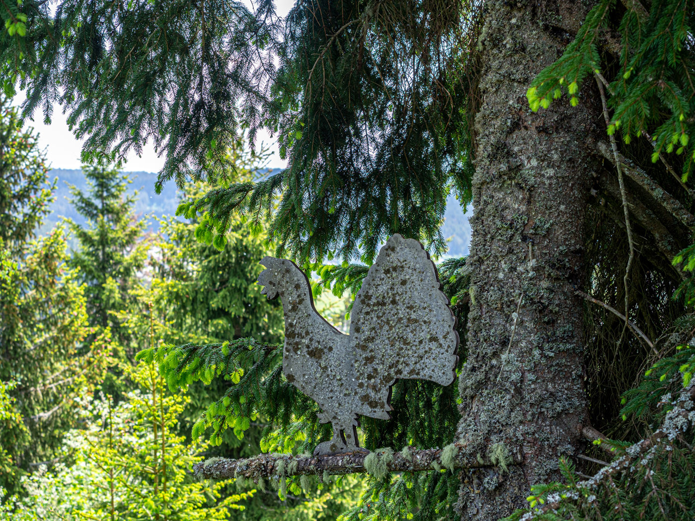 Geniesserpfad Schluchseer Jägersteig