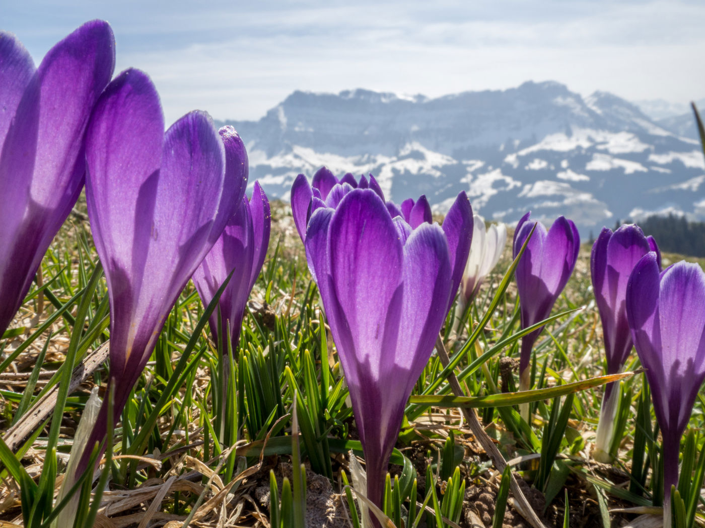 Frühlingswanderungen