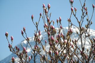 Blüte am Urner See
