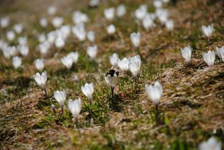 Fleissige Hummel