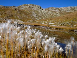 Wollgras auf der Distelalp Richtung Brudelhorn