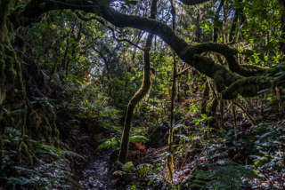 Urwald