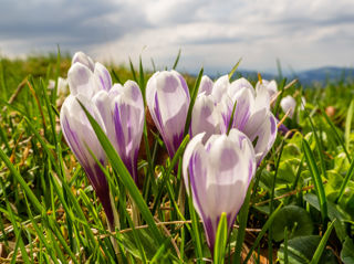 Krokusse am Rämisgummenhoger