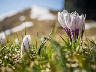 Krokusse Rämisgummen