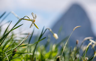 Narzissenwanderung bei Montreux