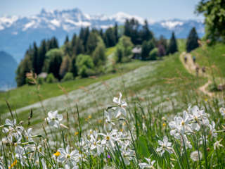 Les Pléiades Maischnee