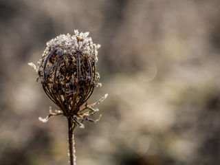 Eisblumen