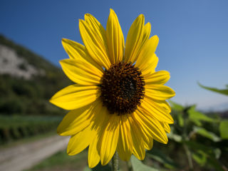 Rebenweg Bielersee