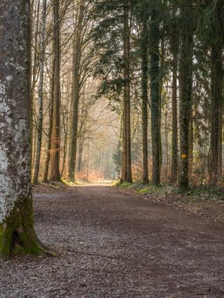 Wald beim Esterliturm Richtung Eichberg
