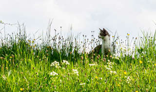 Katze im Gras