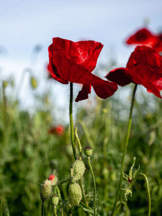 Mohnblumen