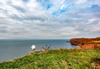 Möwe auf Helgoland