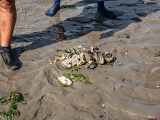 Pazifische Austern in der Nordsee