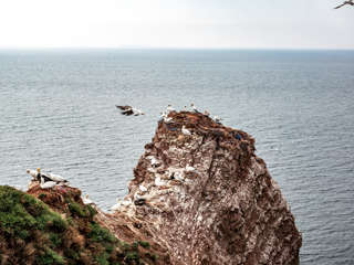 Vogelbrut Helgoland