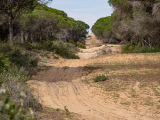 Pinienwald Barbate