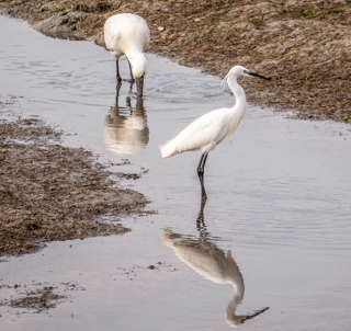 Ria Formosa: Reiher und Löffler