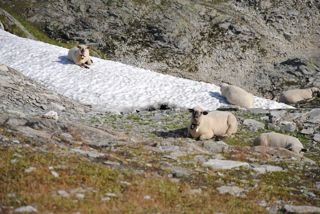 Schafe im Schnee