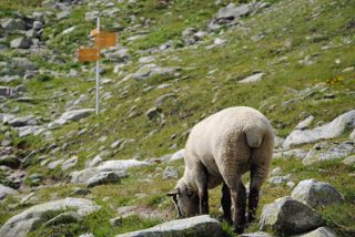 Sidelhorn Schafe