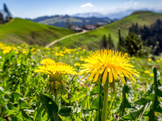 Napf Frühling