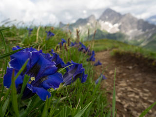 Zafernhorn