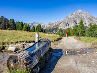 Alp buffalora