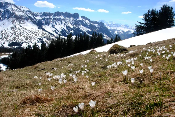Frühlingserwachen im Entlebuch – auf die Farnere