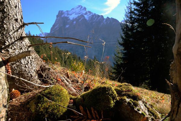 Der Bachalpsee - wie du ihn allein erleben kannst