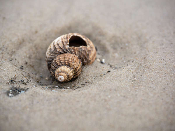 Den Kniepsand auf Amrum erwandern
